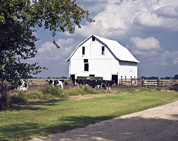 huge barn surrounded by cows in a rural area